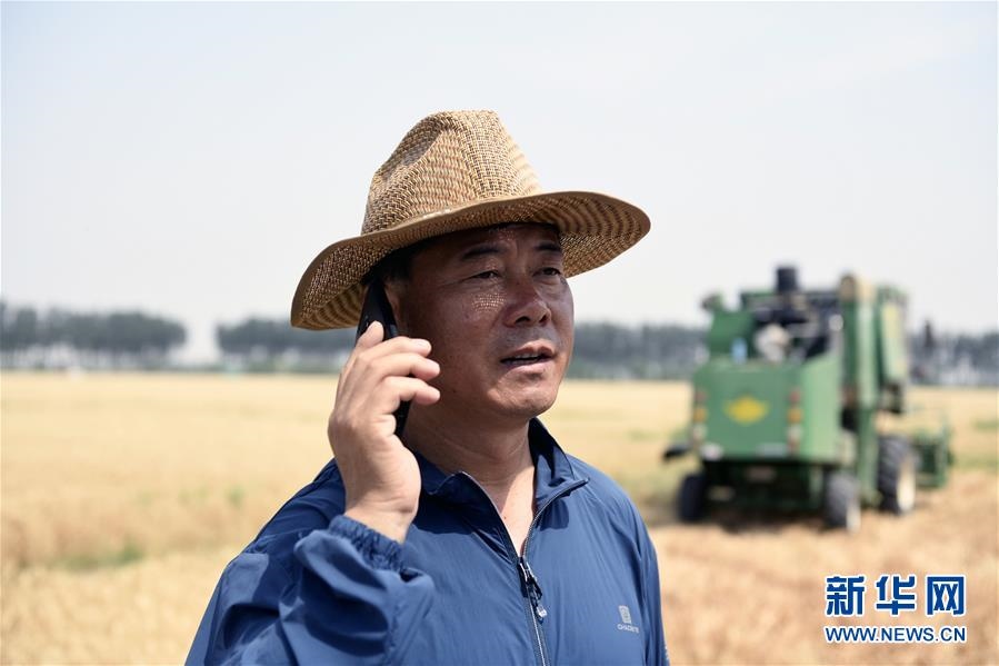 （社會(huì)）（3）“糧王”開鐮收麥