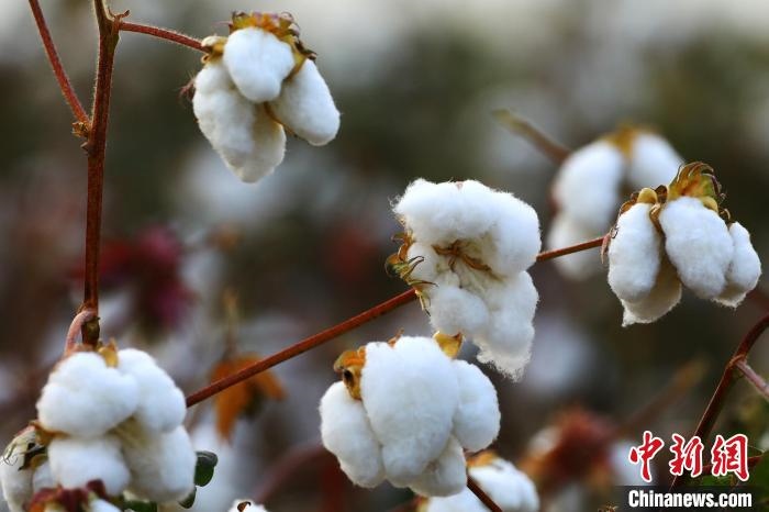 朵朵棉花吐絮盛開?！⑵G敏 攝