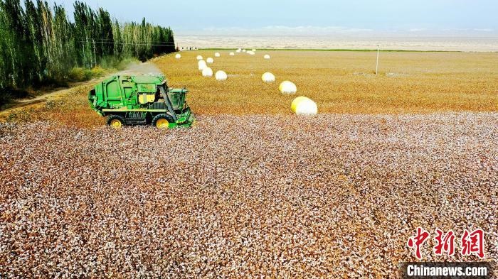 近年來，當(dāng)?shù)孛藁ǚN植戶的生產(chǎn)生活發(fā)生了翻天覆地的變化。　董霜 攝