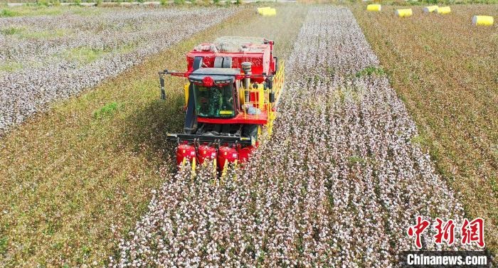采棉機(jī)正在采收棉花，猶如在五線譜上跳動(dòng)的音符，正在演奏豐收的樂章。　宋建澤 攝