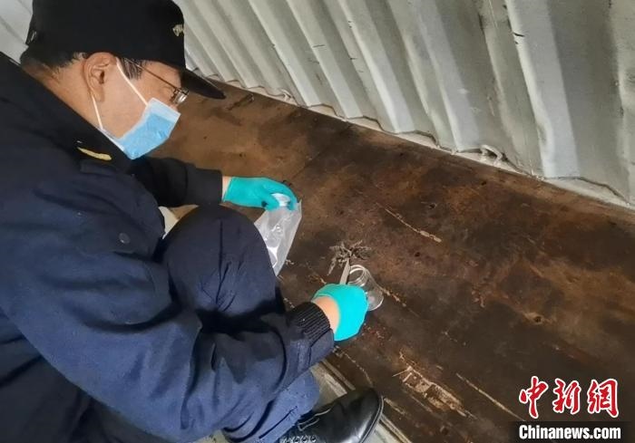 張家港海關(guān)工作人員截獲捕鳥蛛?！⊥踅〕?攝