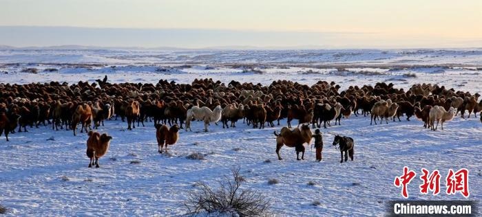 進(jìn)入冬季，駱駝在戈壁灘上散養(yǎng)?！」o琨 攝