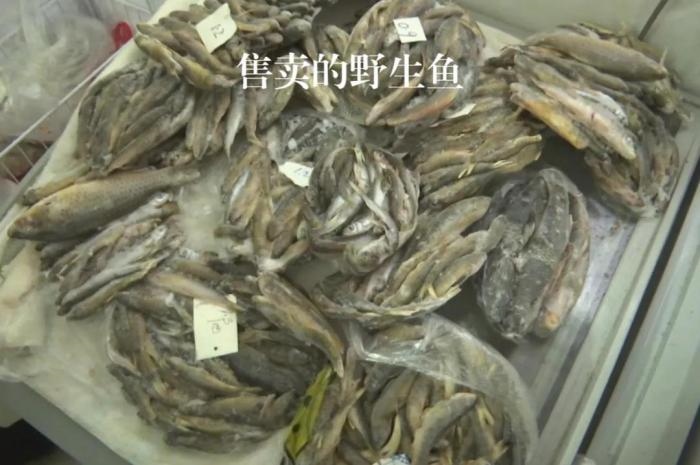 2021年12月6日，督察組現(xiàn)場(chǎng)隨機(jī)抽查發(fā)現(xiàn)，保護(hù)區(qū)附近餐館仍然存在非法經(jīng)營(yíng)野生河魚的問題