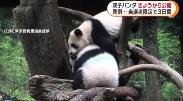 12日，日本東京上野動物園的旅日雙胞胎熊貓開始同游客見面。(圖片來源：日本富士電視臺視頻截圖)