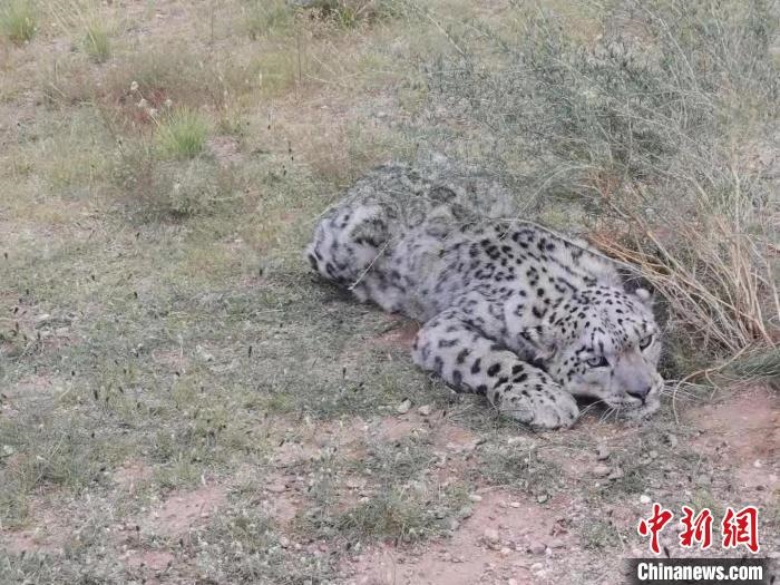 圖為在四子王旗發(fā)現(xiàn)的雪豹(資料圖)?！∷淖油跗炀焦﹫D