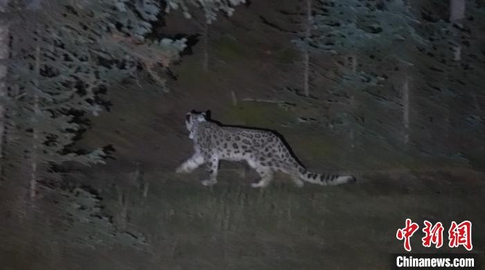 圖為被放歸自然的雪豹(資料圖)?！?nèi)蒙古林草局供圖。
