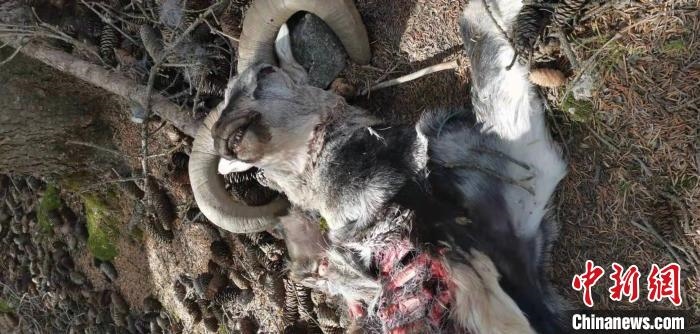 圖為疑似雪豹捕食巖羊的殘骸(資料圖)?！?nèi)蒙古賀蘭山國家級(jí)自然保護(hù)區(qū)供圖