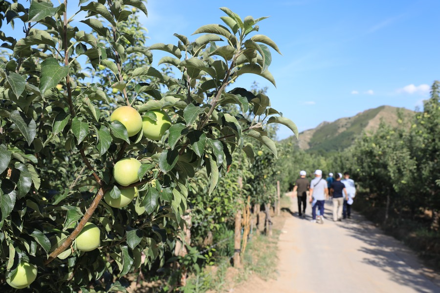 1597161218724648.jpg 7O5A0954.JPG