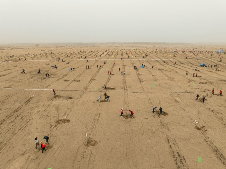 在高力板鎮(zhèn)花道卜和沙木嘎嘎查治理區(qū)，廣大干部群眾手植新綠，播種希望 （攝影：包寶音德力格爾）.JPG
