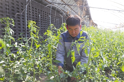 1734058025104222.jpg 采摘f.jpg