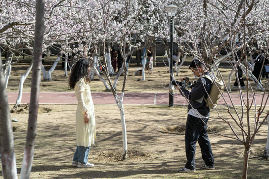 1744085014797938.jpg 桃花5.jpg