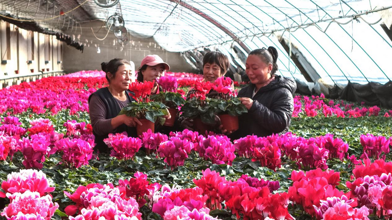 赤峰市民在林西鎮(zhèn)花卉大棚里選購鮮花  李富 攝.png
