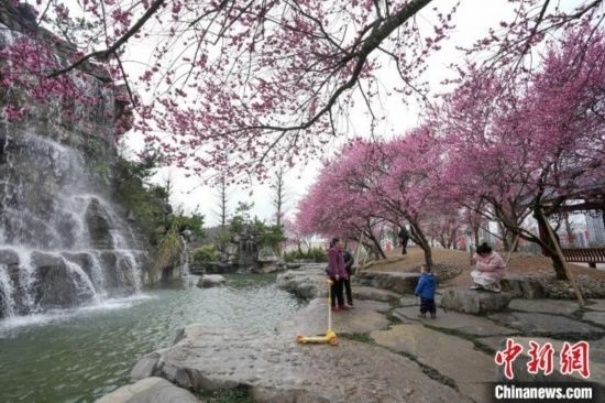2月23日，市民在乾藝梅園景區(qū)觀賞綻放的梅花。陳興輝 攝