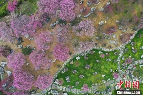 2月23日，航拍乾藝梅園景區(qū)綻放的梅花。瞿宏倫 攝