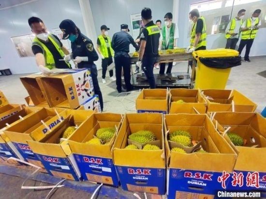 圖為海關(guān)關(guān)員對(duì)進(jìn)口榴蓮進(jìn)行查驗(yàn)。黃艷梅 攝