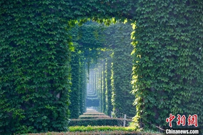 成都二環(huán)高架橋墩被植被爬滿，形成“綠野仙蹤”景觀?！埨?攝