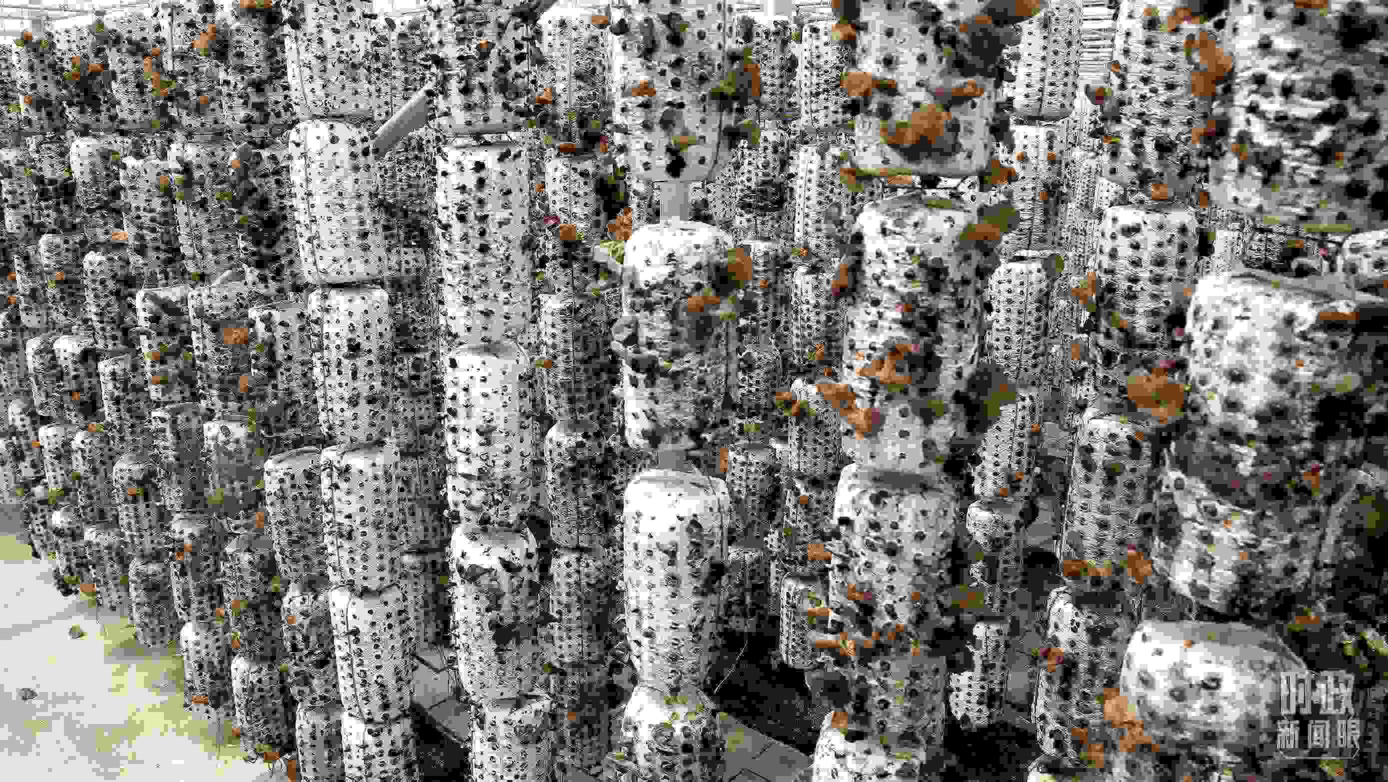 △金米村的小木耳、大產(chǎn)業(yè)。（圖／視覺中國）