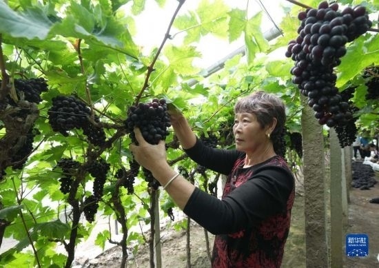 5月26日，唐山市海港經(jīng)濟(jì)開發(fā)區(qū)王灘鎮(zhèn)趙灘村農(nóng)民在大棚內(nèi)采摘葡萄。