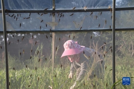 6月21日，山東省樂陵市西段鄉(xiāng)岔河村東亞飛蝗養(yǎng)殖基地的螞蚱養(yǎng)殖戶在割草。新華社記者 范長國 攝