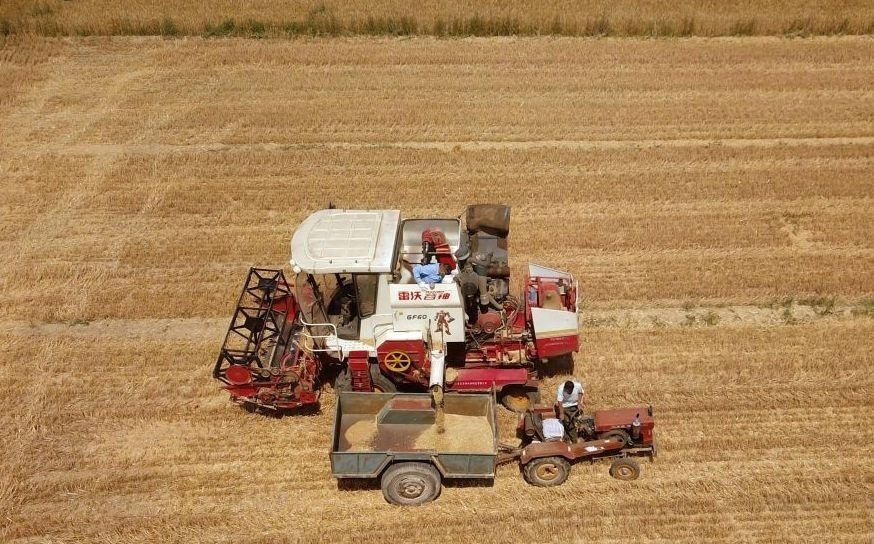 2023年6月14日，在山東省臨邑縣林子鎮(zhèn)，聯(lián)合收割機在收獲小麥。