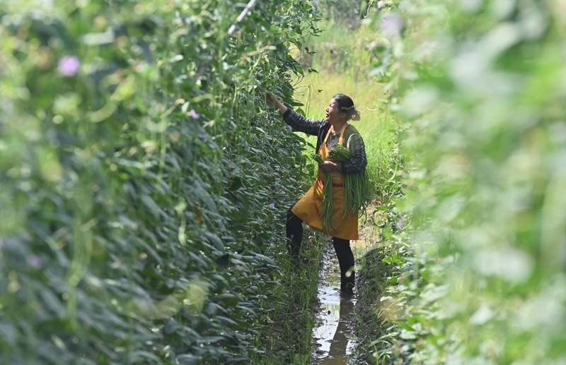 2023年6月15日，在廣西柳州市鹿寨縣中渡鎮(zhèn)石墨村，村民在高標準農(nóng)田里采收豆角。