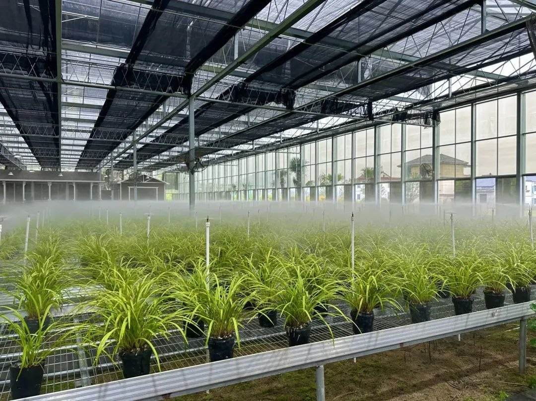 浙江省紹興市柯橋區(qū)漓渚鎮(zhèn)棠棣村的蘭花種植基地。靜玄 攝