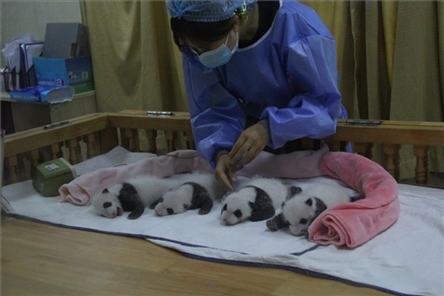 成都大熊貓繁育研究基地成立于1987年，先后攻克了大熊貓人工飼養(yǎng)與管理、繁殖與育幼、疾病防控與種群遺傳管理等關(guān)鍵技術(shù)難題，建成全球最大的大熊貓人工繁育遷地保護(hù)種群，數(shù)量達(dá)230余只。（圖片來源：成都大熊貓繁育研究基地網(wǎng)站）