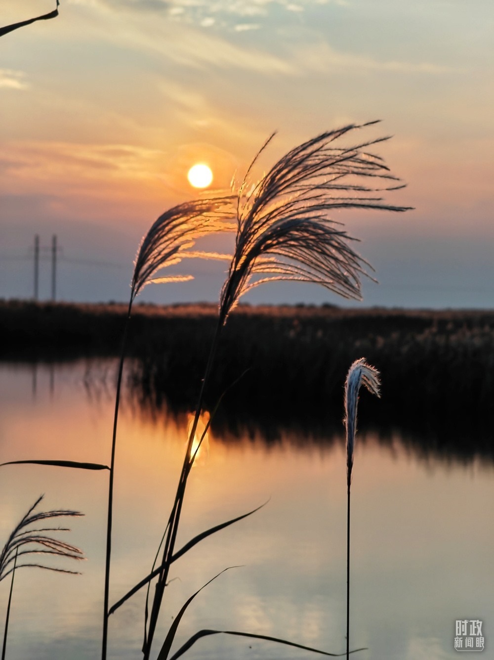 2021年10月，習(xí)近平赴山東東營考察黃河入?？?。黃河三角洲濕地，蘆葦飄蕩。（總臺(tái)央視記者彭漢明拍攝）