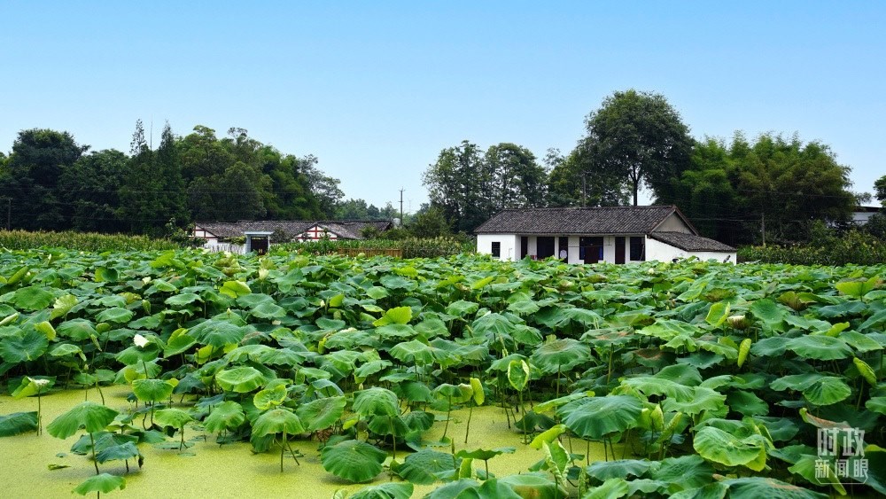 四川眉山，永豐村荷塘。2022年6月，習(xí)近平曾到此調(diào)研鄉(xiāng)村振興情況。（總臺(tái)央廣記者潘毅拍攝）