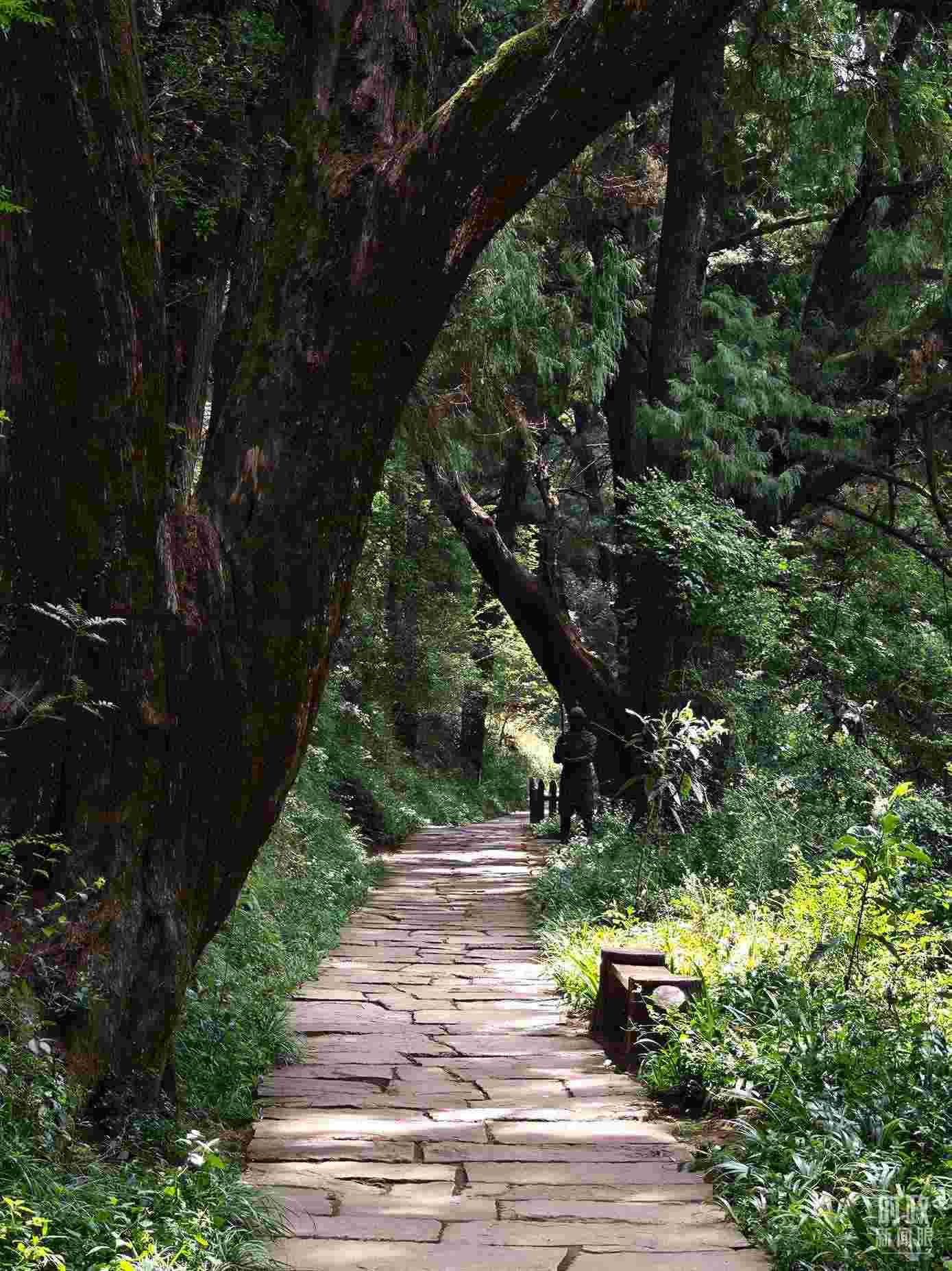 △古蜀道與古柏。（總臺央視記者彭漢明拍攝）