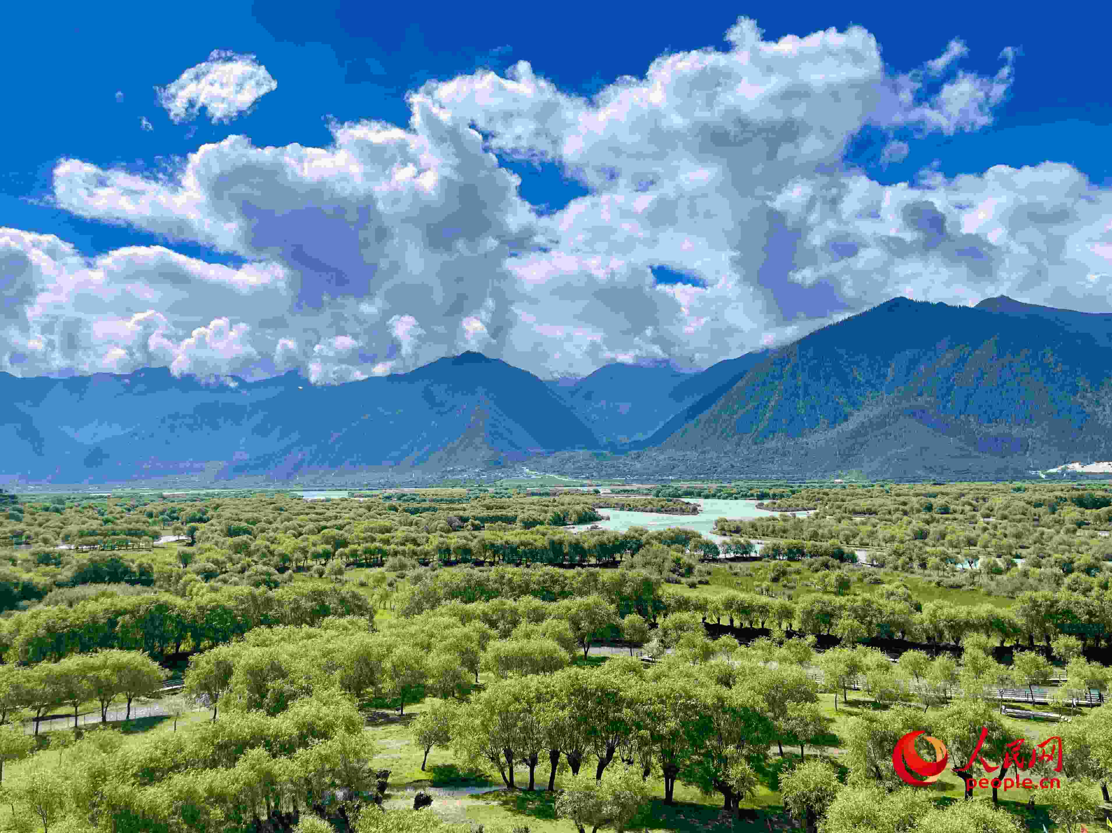 夏日的雅尼國(guó)家濕地公園生機(jī)盎然，如詩(shī)如畫。人民網(wǎng) 周靜圓攝