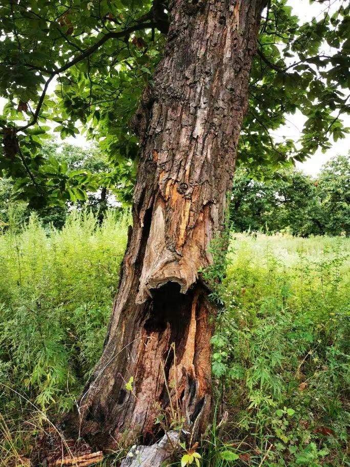 圖為2021年10月拍攝的秦嶺北麓百年板栗古樹遭破壞情況。人民網(wǎng)記者 吳超攝