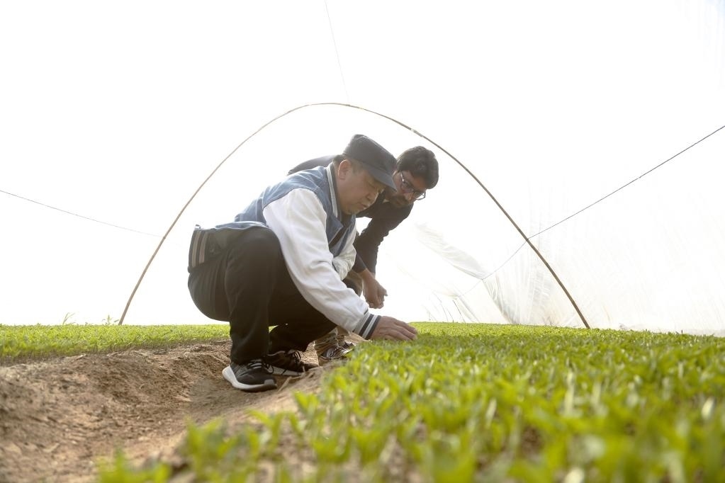 巴基斯坦旁遮普省木爾坦的中巴辣椒訂單種植項目辣椒育苗大棚內(nèi)，中國農(nóng)業(yè)專家?guī)ьI巴基斯坦技術(shù)員查看辣椒秧苗生長情況。