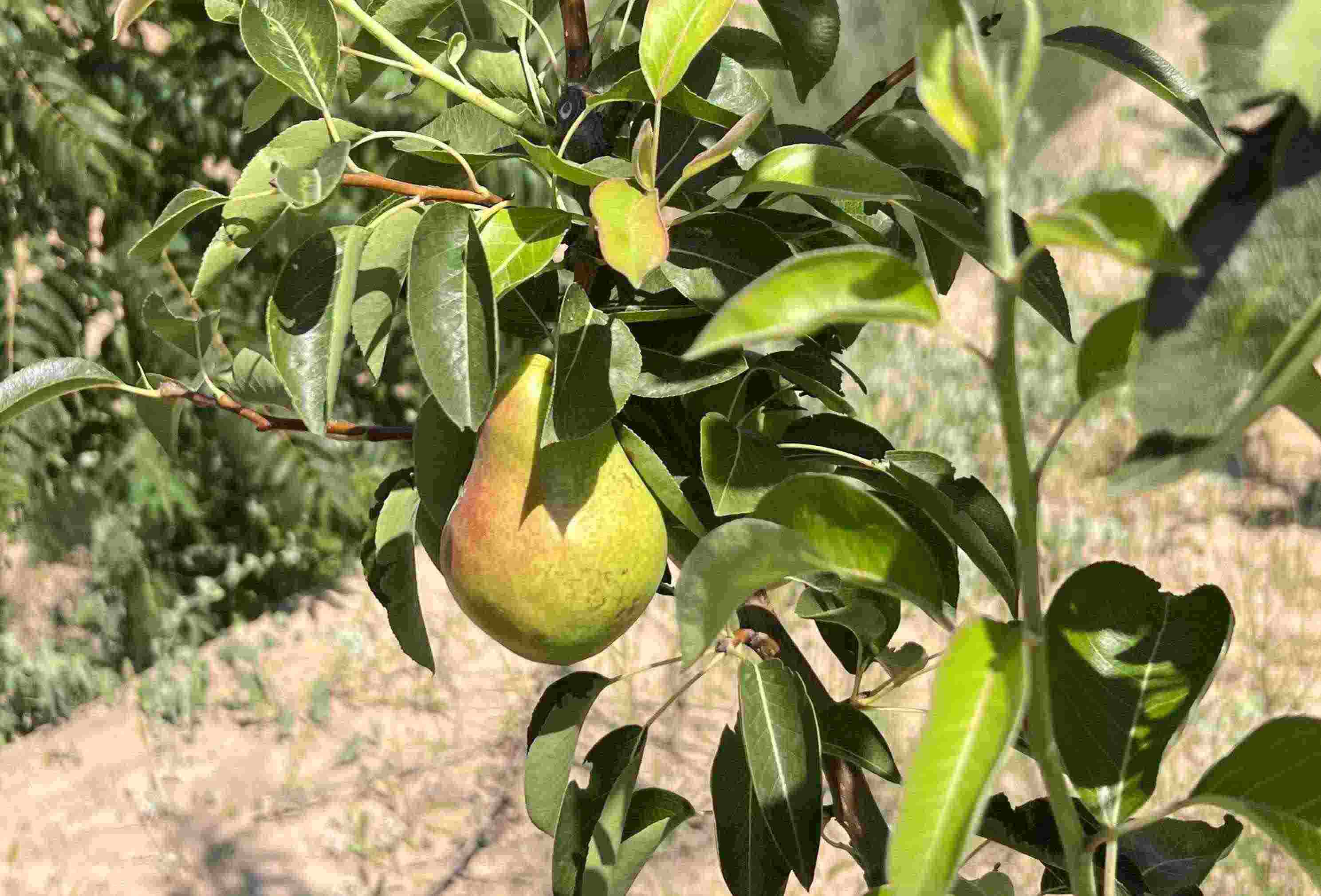 青梨基地果樹上的幼果。人民網記者 王連香攝
