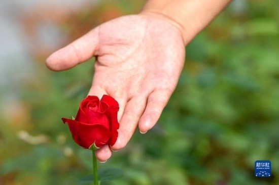 8月17日，吉林省德惠市朱城子鎮(zhèn)沿河村程雪家庭農(nóng)場的負(fù)責(zé)人楊雪在查看玫瑰花長勢。新華社記者 張楠 攝