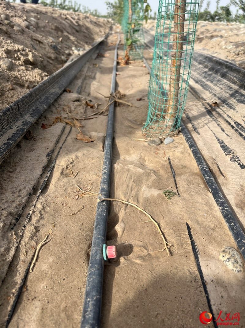 水肥一體化滴灌技術，可極大節(jié)約用水量。人民網記者 常雪梅攝