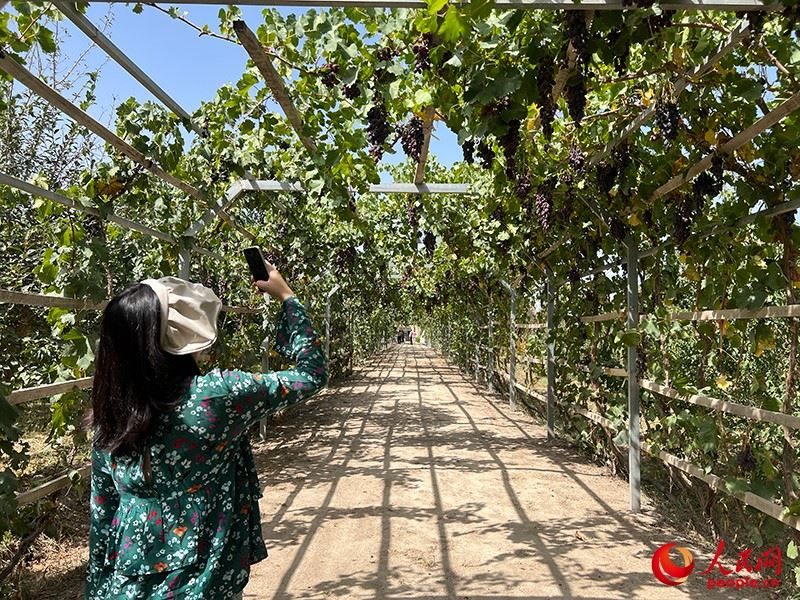 新疆閩龍達(dá)干果產(chǎn)業(yè)有限公司內(nèi)種植的葡萄。人民網(wǎng)記者 常雪梅攝