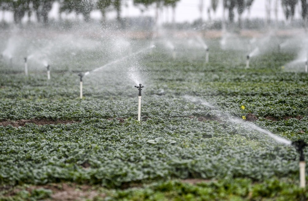 2023年5月25日，在寧夏銀川市永寧縣望洪鎮(zhèn)宋澄村冷涼蔬菜種植基地，小型噴灌節(jié)水設(shè)備在進(jìn)行噴灌作業(yè)。新華社記者 馮開華 攝