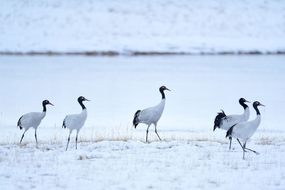 2021年10月21日在三江源國家公園黃河源園區(qū)內(nèi)拍攝的黑頸鶴。新華社記者 張龍 攝