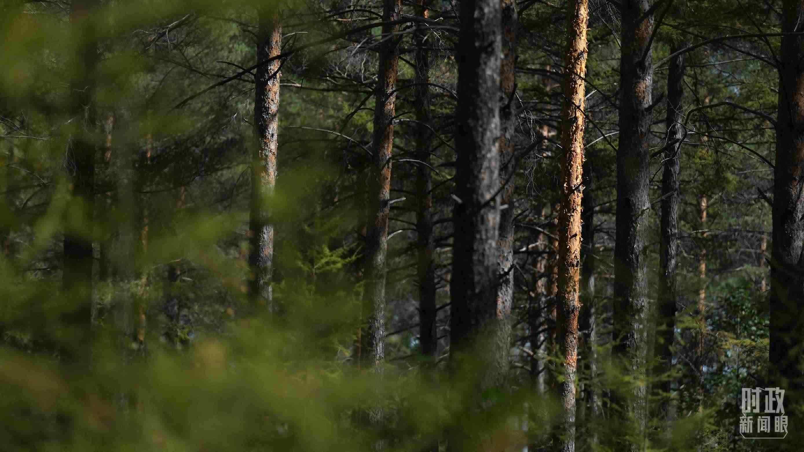 △漠河林場有天然林3.54萬公頃、蓄積量325.3萬立方米。（總臺國廣記者李晉拍攝）