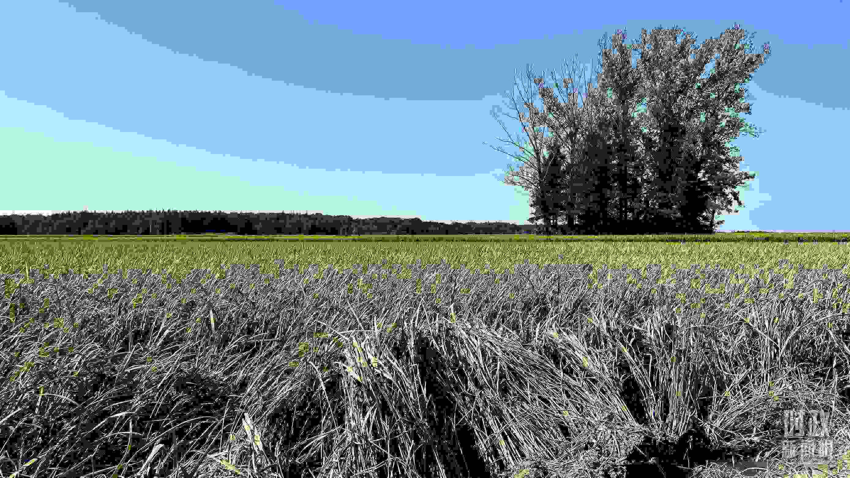 △龍王廟村遭受洪澇災(zāi)害的農(nóng)田。（總臺央視記者邢彬拍攝）