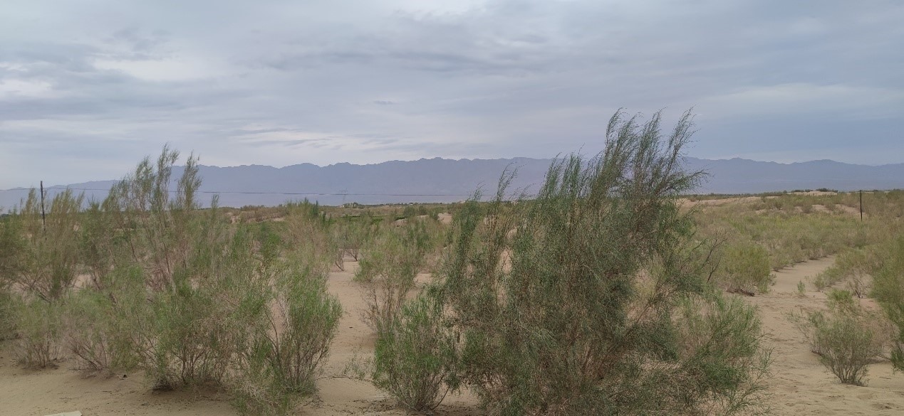 曾經(jīng)的荒漠現(xiàn)已被大面積梭梭林覆蓋。張璐璐 攝