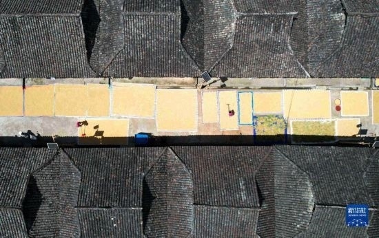 9月16日，在貴州省黔東南苗族侗族自治州從江縣加勉鄉(xiāng)污扣村，村民在晾曬稻谷（無人機照片）。