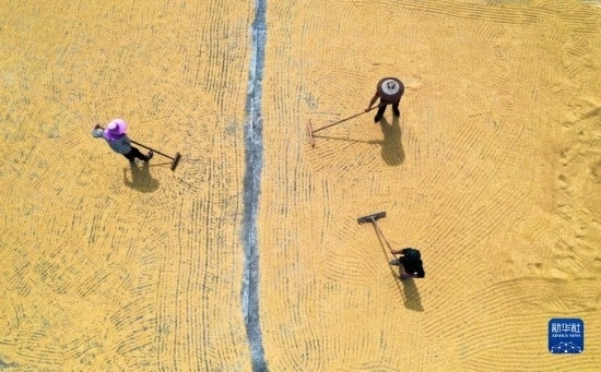9月16日，湖南省郴州市桂陽縣流峰鎮(zhèn)農(nóng)民在晾曬稻谷（無人機照片）。