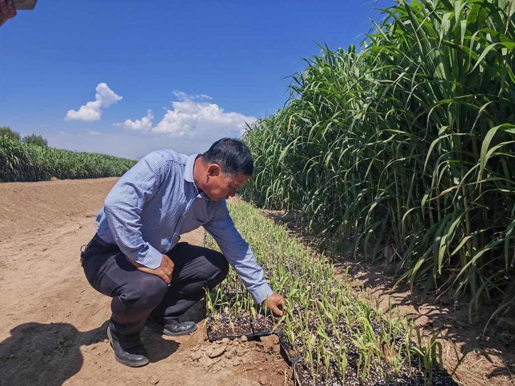 高級(jí)農(nóng)藝師周興德向記者介紹巨菌草幼苗（2023年9月1日攝）。新華社記者馬麗娟 攝