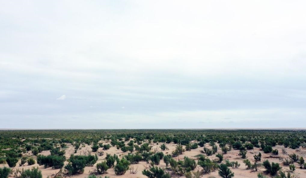 經(jīng)過(guò)封禁保護(hù)和人工種植梭梭后恢復(fù)綠色的草場(chǎng)（2023年9月12日攝）。新華社記者李云平 攝