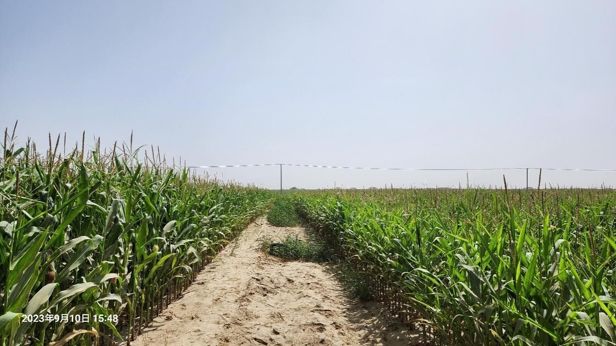 玉米改良40天后對(duì)比（左邊為改良組，右邊為對(duì)照組）。胡樹文團(tuán)隊(duì)供圖