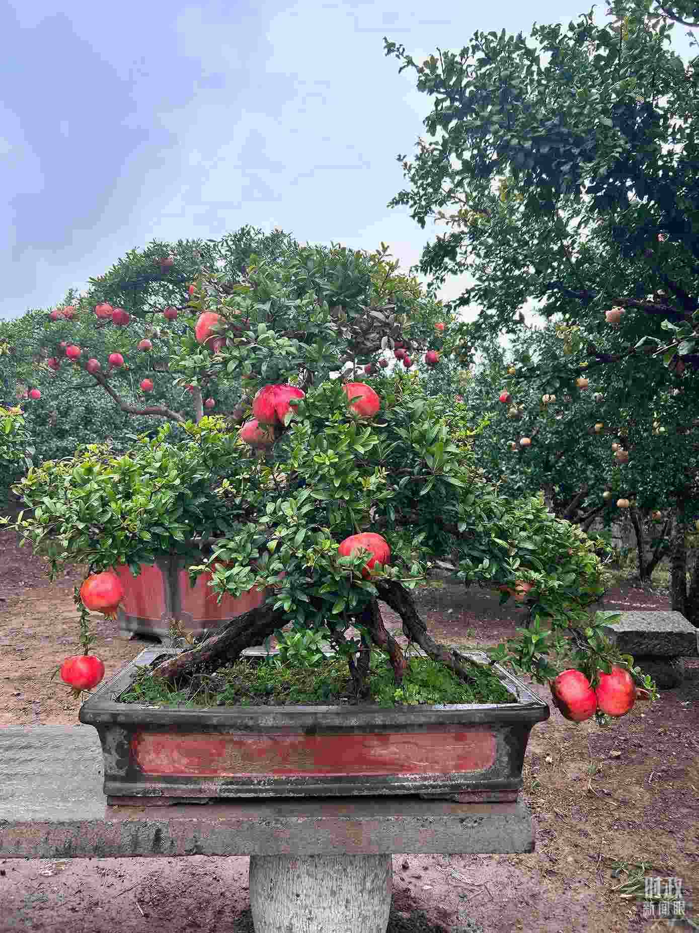 △冠世榴園內(nèi)的石榴盆栽。（總臺央視記者黎兵拍攝）