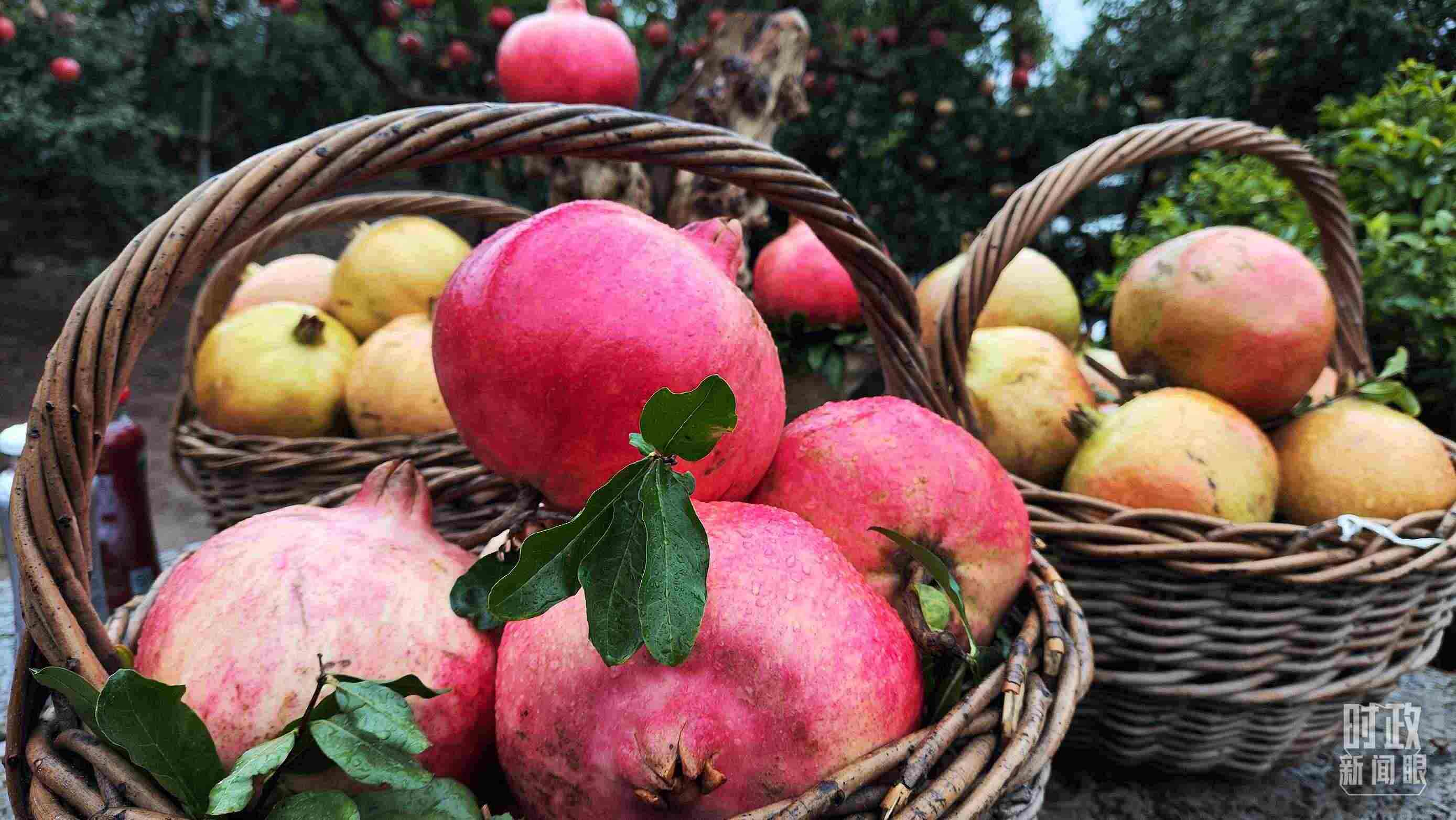 △種植園內(nèi)新鮮采摘的石榴。（總臺央視記者鐘信偉拍攝）