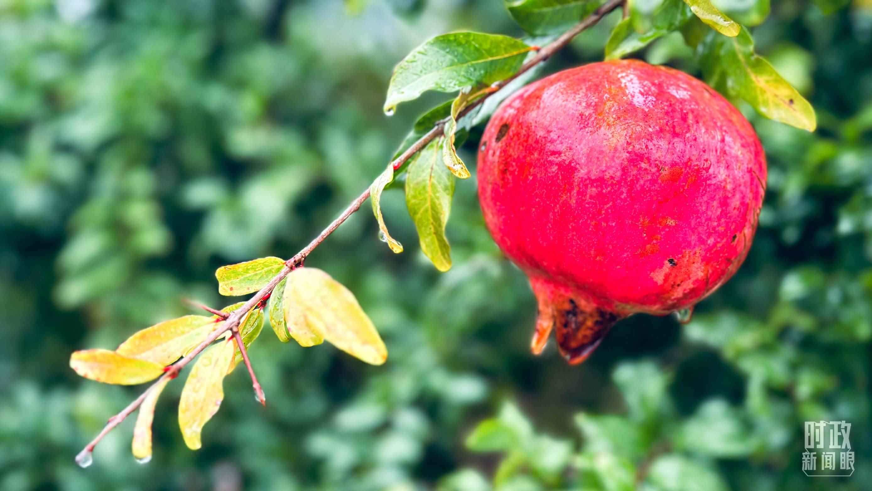 △山東省棗莊市冠世榴園，石榴紅了。（總臺(tái)央視記者范一鳴拍攝）